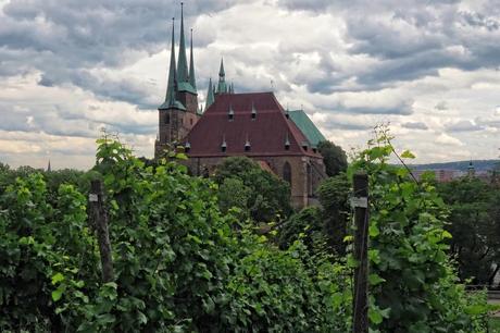 Wussten Sie, dass in Erfurt Wein in einem Weinberg am Petersberg
angebaut wird?