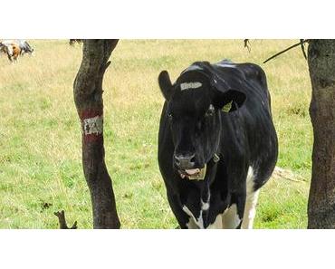 Bild der Woche: Markierter Kuhwanderweg