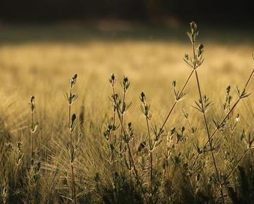 wallpaper-1689754