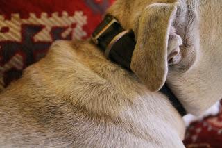 Ein Halsband für die Wuffine