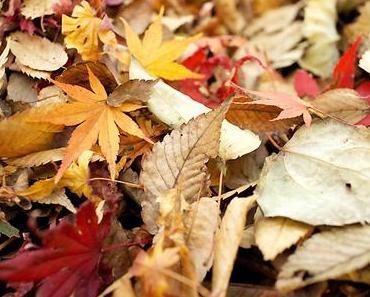 Worauf ich mich im Herbst freue + Lieblingssuppenrezept