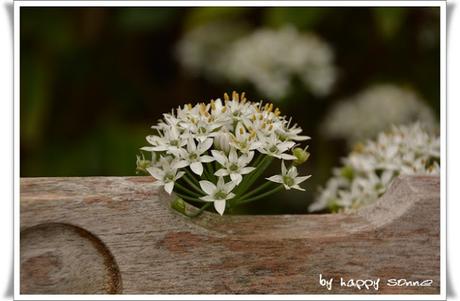 Der Garten im September