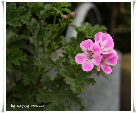 Der Garten im September