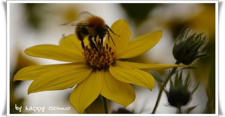 Der Garten im September