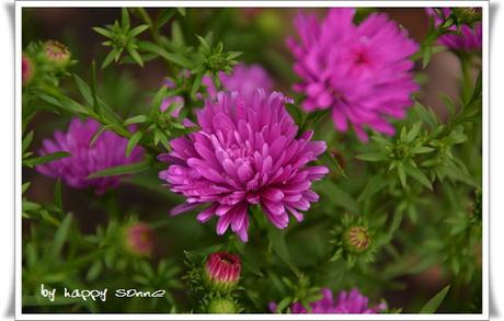 Der Garten im September