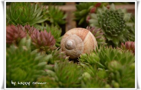 Der Garten im September