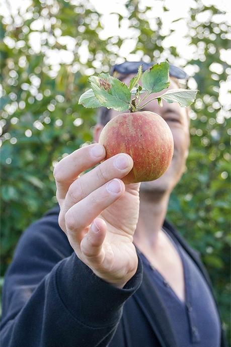 Gute Tipps zum Äpfel selber pflücken