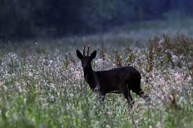 Homeland: The Black Deer