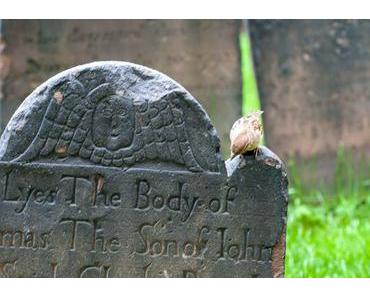 Tag des Friedhofs in Deutschland 2015