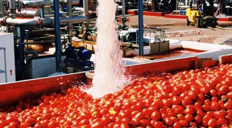 Kulinarische Reise: Auf den Tomatenfeldern von Maggi