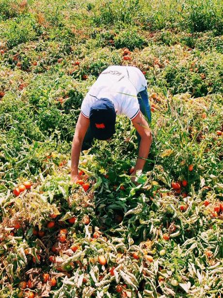 Kulinarische Reise: Auf den Tomatenfeldern von Maggi