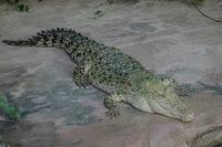 Krokodil / Alligator