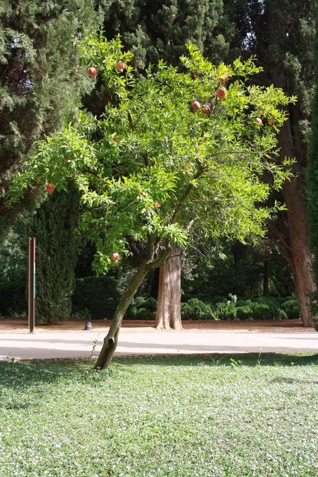 Alhambra Andalusien Granatapfel Baum
