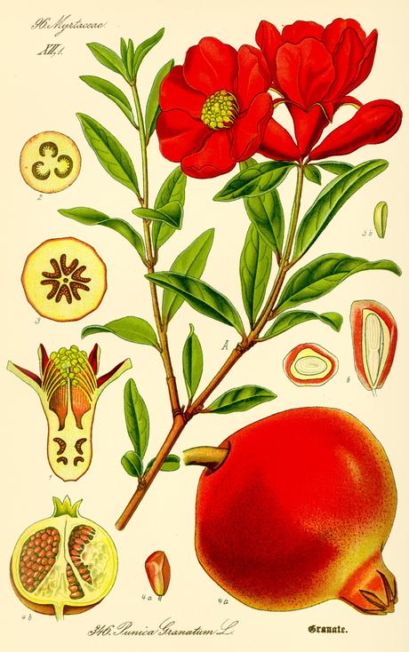 Illustration Punica granatum Granatapfel vintage