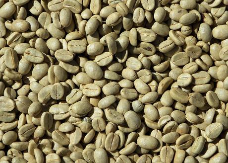 Grüner Kaffeeextrakt und seine positive Wirkung auf unsere Gesundheit