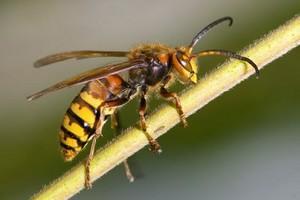 Haushalttipp: Zwei Hausmittel gegen Wespen