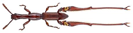 Calodromus mellyi Guérin-Méneville F. E. & Gory H. L. 1832 Male