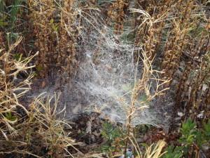 Altweibersommer – Spinnennetze