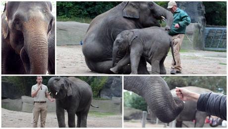 So tolle Tiere! Hagenbeck Elefanten
