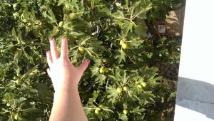 Reiseziel: Istrien Figg Tree