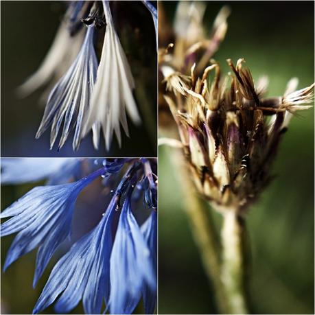 Blog + Fotografie by it's me! - Collage einer Kornblumenblüte in verschiedenen Stadien