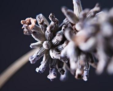 {Makro Montag} Heute Makros in Blau