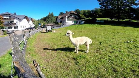 Lamas in Ebersberg