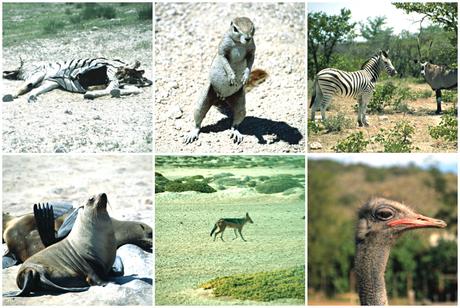collage-Tiere-Afrika-Safari