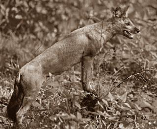Aventin Blog: Der wilde Hund • Vergessene Vorsätze • Fabel von Aesop [del.icio.us]