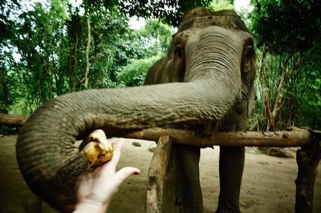 Elefant füttern