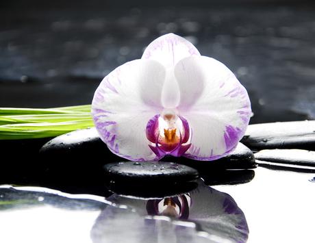 Orchidee, Ingwerblüte, Golden Lotus – Exotische Blumen online bestellen