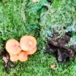 Tag der Pilze in den USA – der amerikanische National Mushroom Day