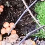 Tag der Pilze in den USA – der amerikanische National Mushroom Day