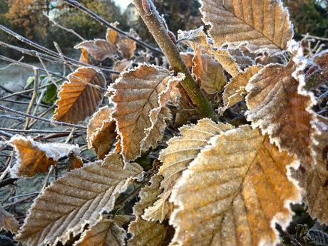 Foto: Raureif an Buchenblättern