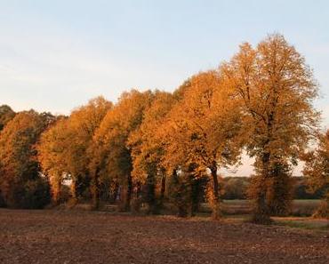 Foto: Herbstlaub in Berenbrock