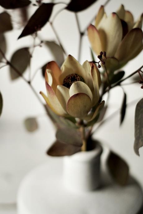 Blog + Fotografie by it's me! - Eukalyptus + Protea aus der Nähe
