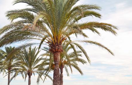 Traveldiary: Mallorca