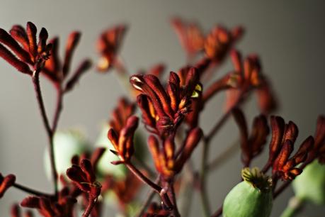 Blog + Fotografie by it's me! - Flower Friday, geweihähnliche dunkelrote Blütenzweige 