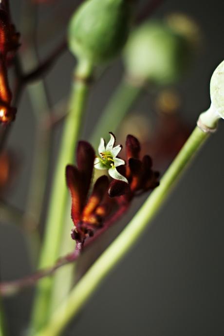 Blog + Fotografie by it's me! - Flower Friday, dunkelrote Blütenzweige mit weiß-grüner Blüte