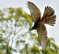 falcon-attack-223