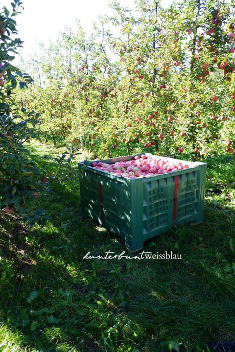 Der südtiroler Apfel – vom Baum in den Supermarkt