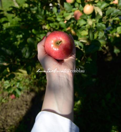 Der südtiroler Apfel – vom Baum in den Supermarkt