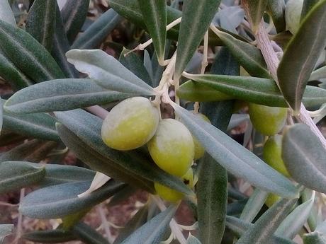 Eingelegte grüne Oliven - Setuun Khadra