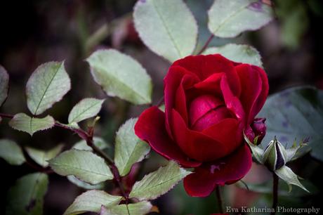 Planten un Blomen - Roses