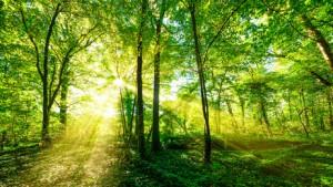 Wald Panorama im goldenen Sonnenschein