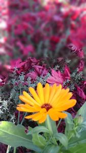 Blühende Ringelblume im Herbstlaub