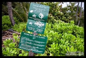 EISWUERFELIMSCHUH - Hawaii Big Island Black Beach Coconuts Turtle (58)