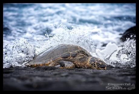 EISWUERFELIMSCHUH - Hawaii Big Island Black Beach Coconuts Turtle (75)