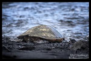EISWUERFELIMSCHUH - Hawaii Big Island Black Beach Coconuts Turtle (94)