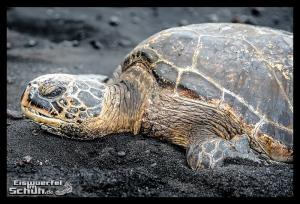 EISWUERFELIMSCHUH - Hawaii Big Island Black Beach Coconuts Turtle (85)